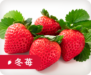 冬苺