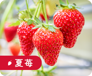 夏苺
