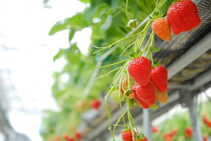 【夏苺】7月～11月